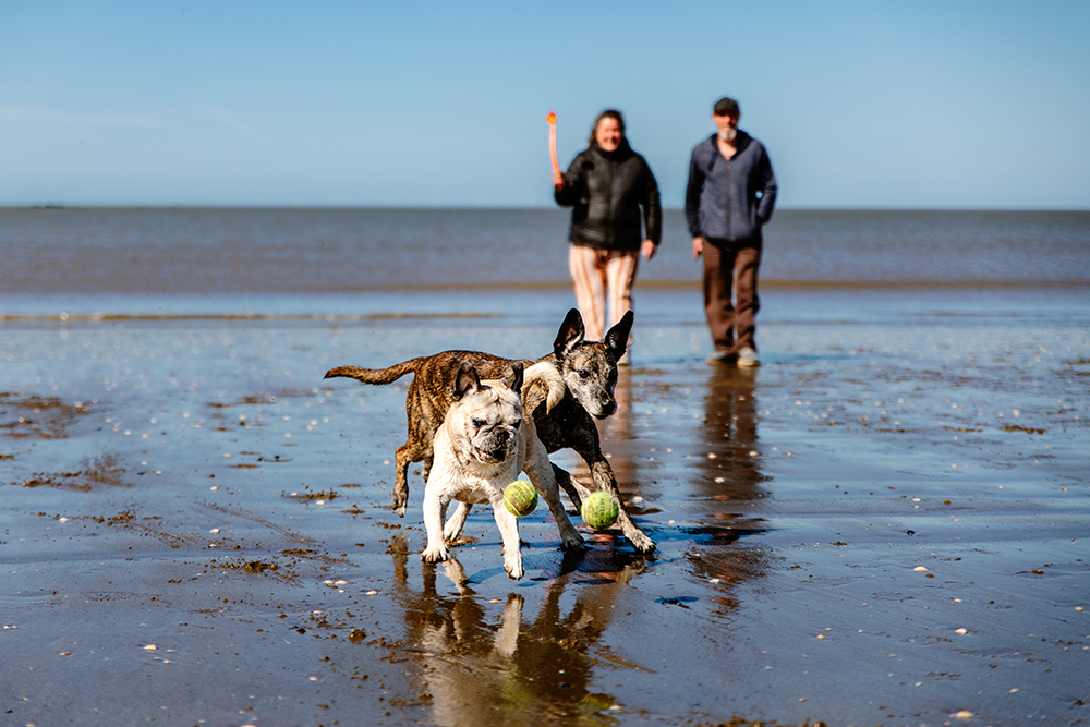 Séance photo canine à la plage : Kana et Igloo