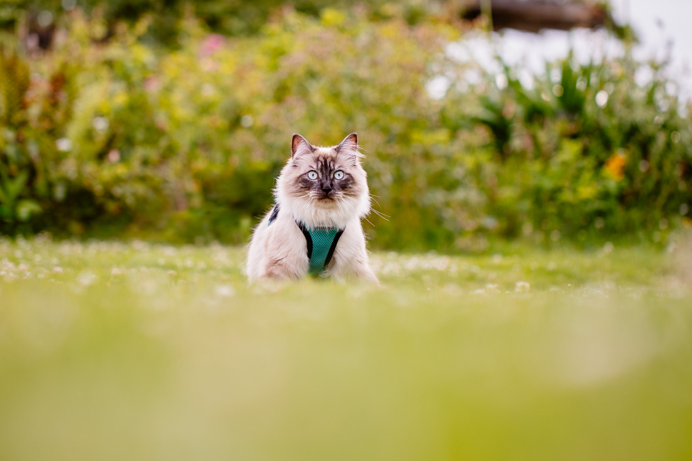 photographe félin chat Nantes harnais ragdolls