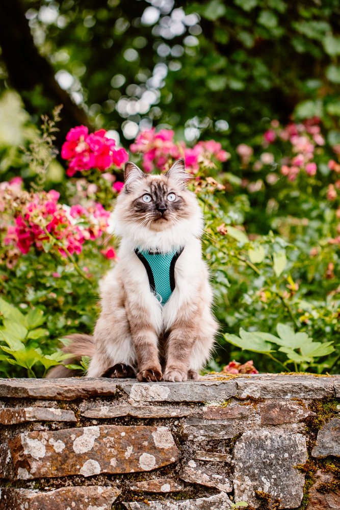 photographe félin chat Nantes harnais