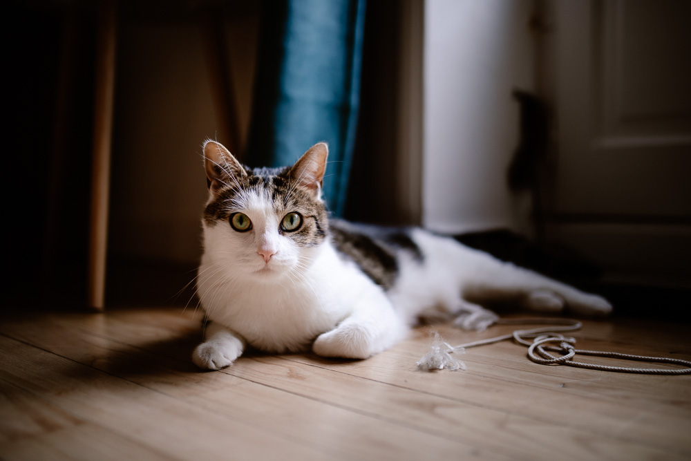 photographe chat domicile Nantes