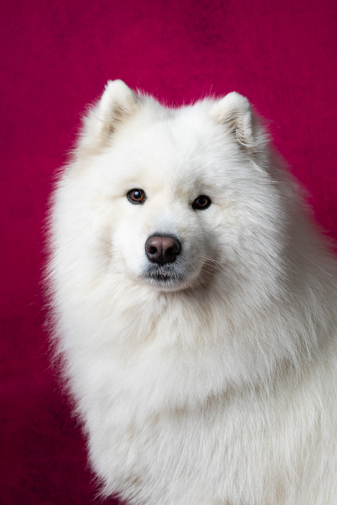 portrait chien Samoyede blanc studio