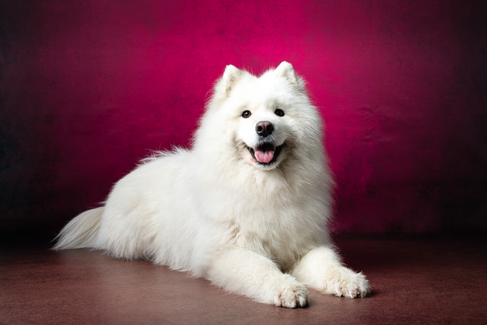 séance photo canine au studio Samoyède