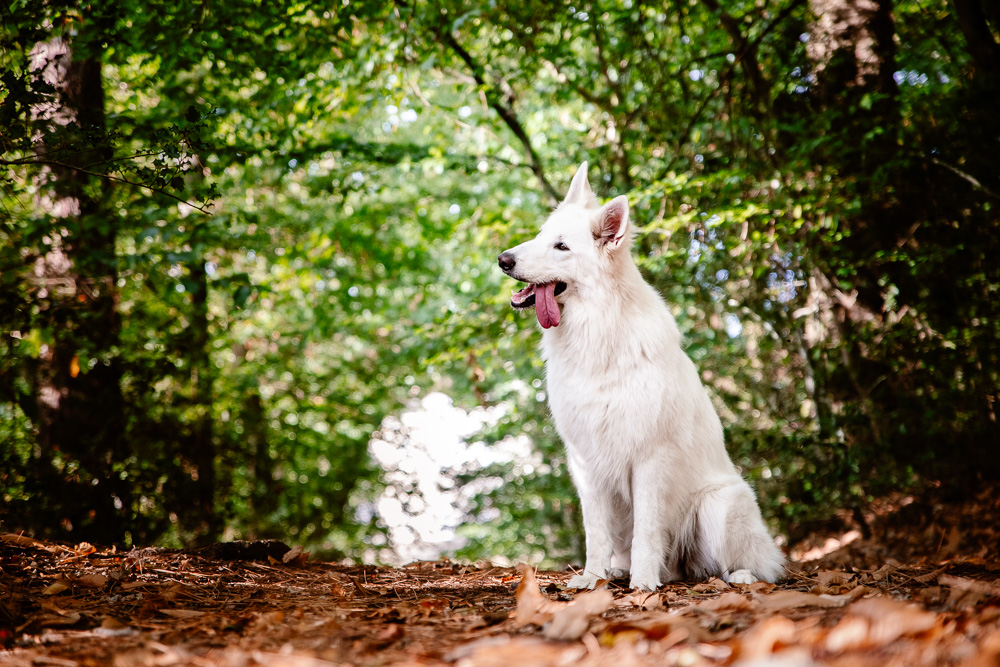 photographe chien Nantes Loire-Atlantique