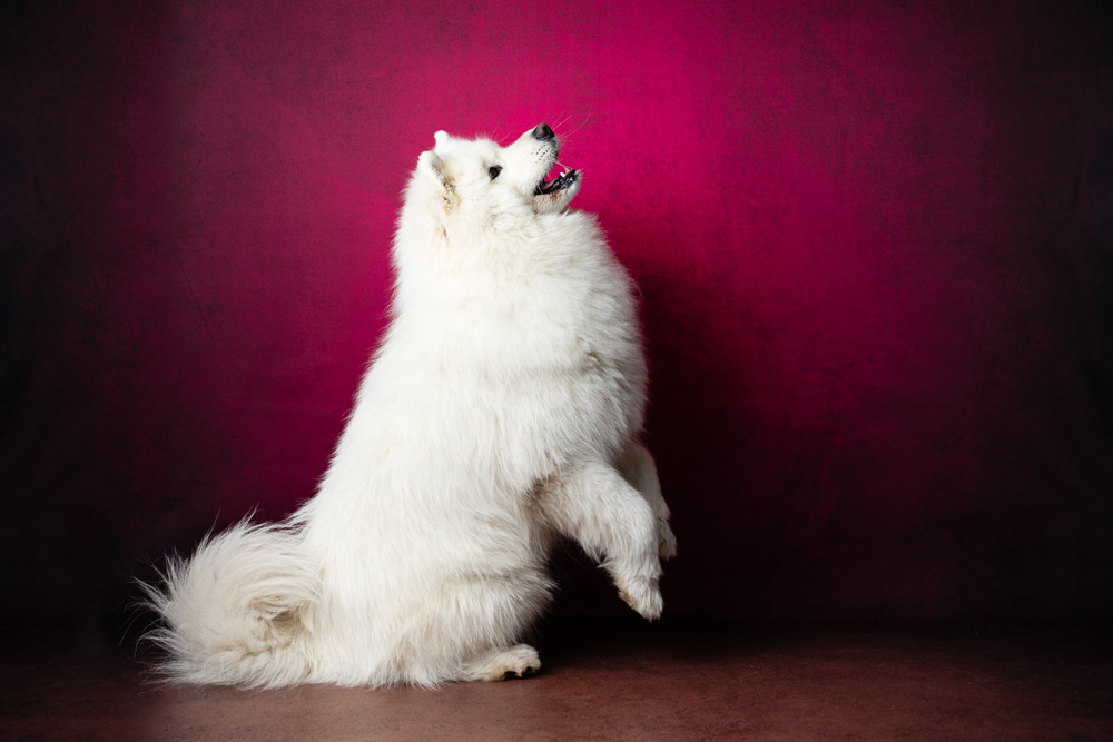 séance photo canine Nantes Saint-Herblain Studio